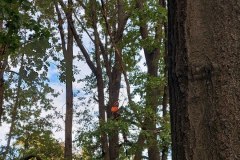 Арбористи-8