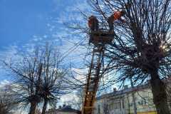 Зелені-насадження-6