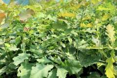 Лісовий-розсадник-3