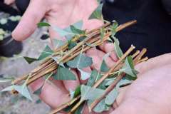 Лісовий-розсадник-11