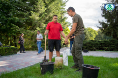дерева-08