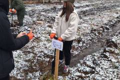 Посадка-лісу-6