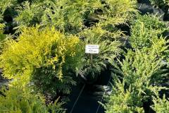 Садовий-центр-5