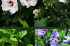 671766256_4375939809310701_3526640472521705428_n