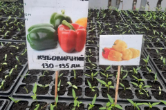 336407862_901189337768100_7557311860510838757_n